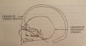 Suggestioni neoteniche ad Acerenza